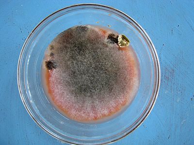 Scum of mould develops on the surface