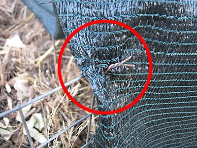 I tie the shading net around the DIY compost bin from fencing mesh