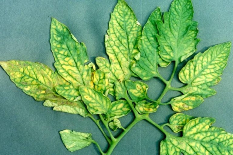 Symptoms of nutrient deficiencies in tomatoes KALLIERGO
