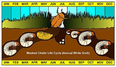 grub worms life cycle