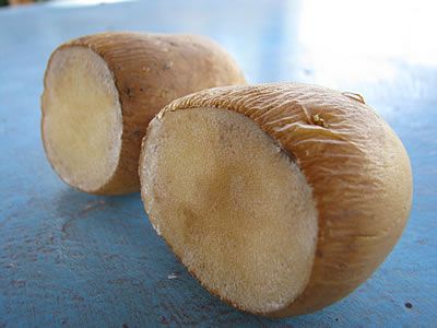 Potato tubers cut in half. 3 days after cutting