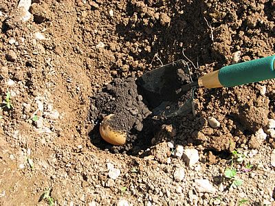 Add compost to the hole until the tuber is covered by 3 to 5 cm