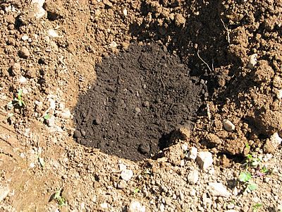 Cover the potato tuber with compost