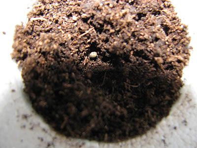 placing the seeds inside the hole