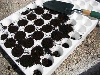 Fill speedling tray pots with soil mix