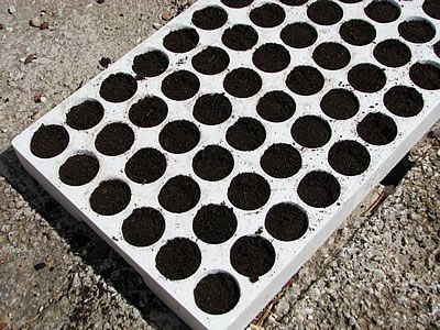 The speedling tray seed starter is ready for sowing