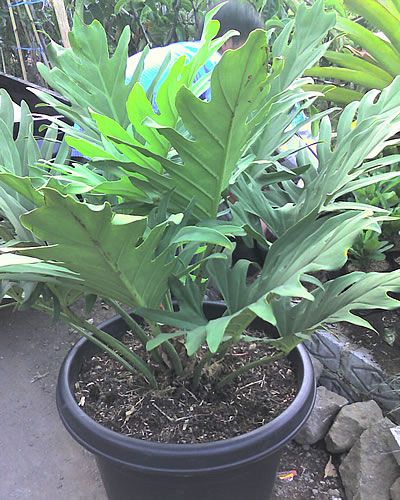 Tree philodendron