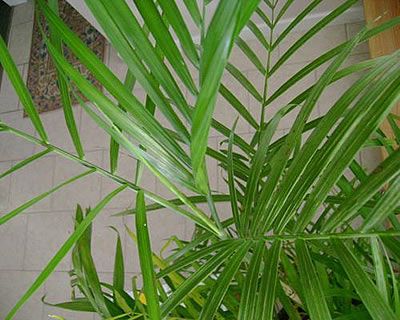 Reed palm