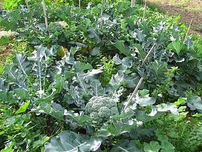 Photo of last year's broccoli production