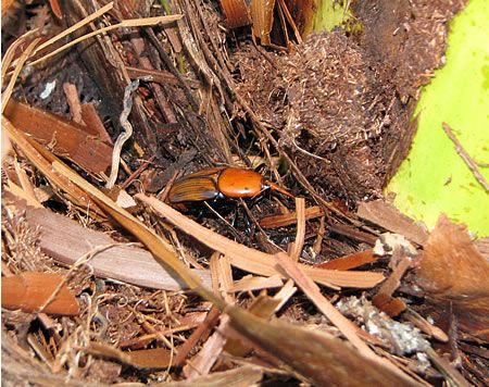 Red Palm Weevil (Rhynchophorus ferrugineus)