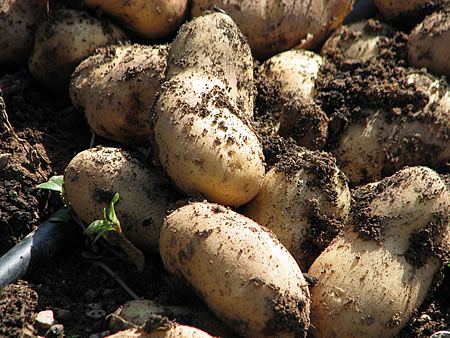 Potatoes - Winter's harvest