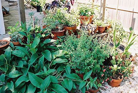 herbs grow in pots