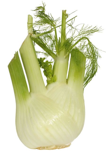 fennel in a pot