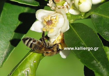 Μέλισσα σε άνθος λεμονιάς
