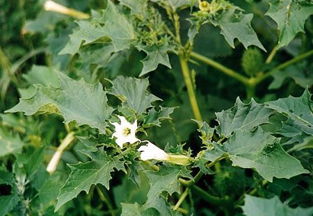 Weeds as indicators of soil nutrients