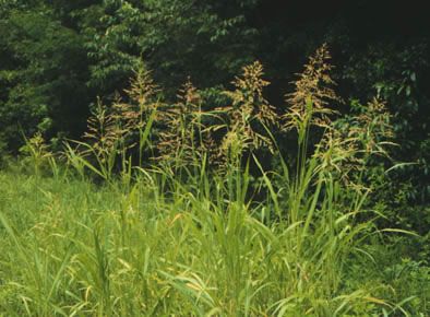 Johnson grass or Johnsongrass (Sorgum halepense L.) 01