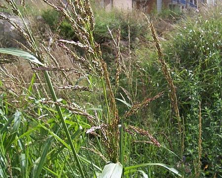 Johnson grass or Johnsongrass (Sorgum halepense L.) 02