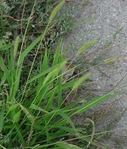 Green foxtail (Setaria virids)