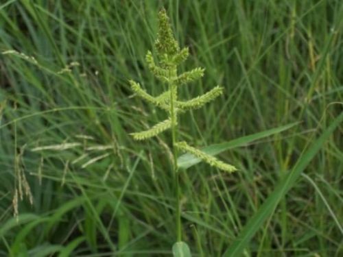 Cockspur grass (Echinochloa crusgalli) 01