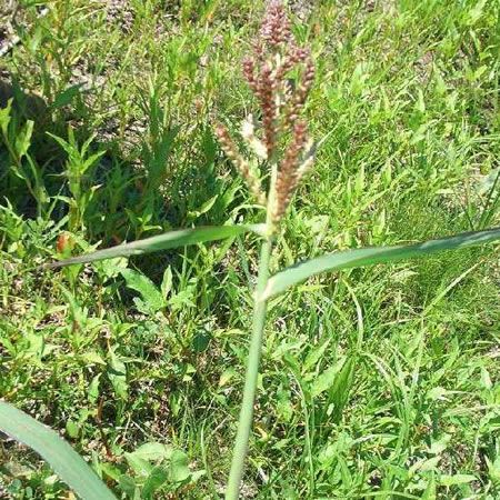 Cockspur grass (Echinochloa crusgalli) 02