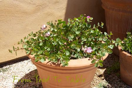 Caper plants in pots