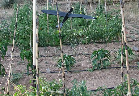 a bird-shaped scarecrow protects the vegetables