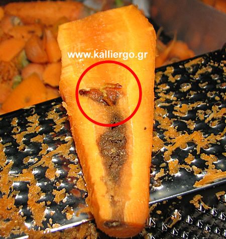 A wireworm inside a carrot