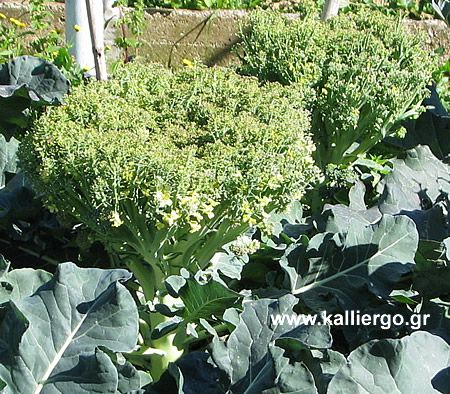 Blooming broccoli inflorescences