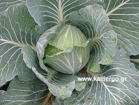 cabbage growth phases 02
