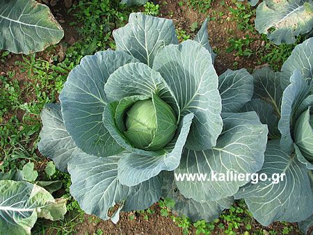 cabbage growth phases 03