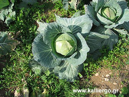 cabbage growth phases 05