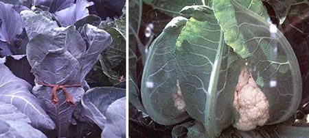 cauliflower leaves need to be tied over the flower head to protect them from frost and especially from the sun