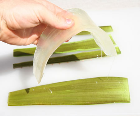 Gel extract from Aloe Vera's leaf