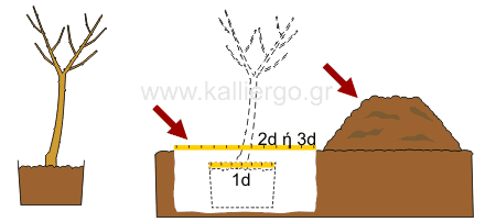instructions to plant trees 01