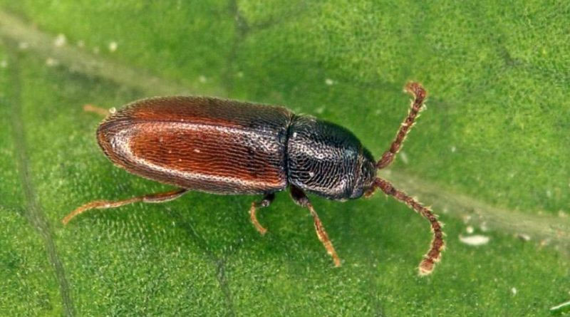 Pygmy mangold beetle
