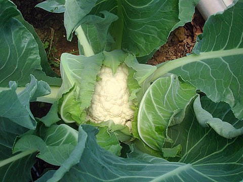 Cauliflower plant photo