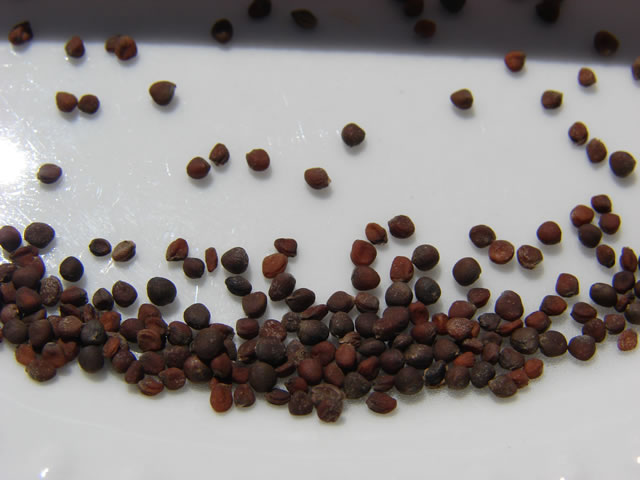 Cauliflower seeds photo