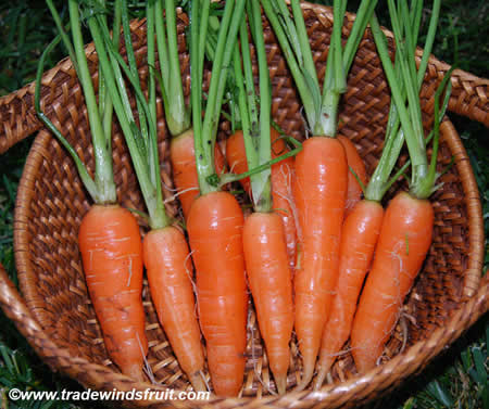 Carrots of the Nantes variety