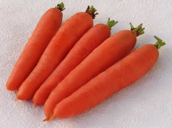 Carrots of the Amsterdam variety
