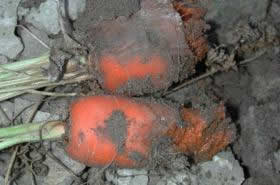 The bacterium Erwinia carotovora has caused root rot