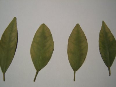 Τροφοπενία ψευδαργύρου σε φύλλα νεραντζιάς