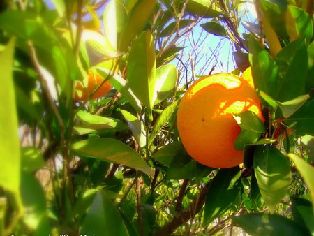 Πορτοκάλια ποικιλίας Μέρλιν