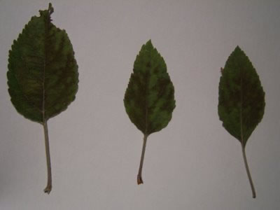 Iron deficiency in apple leaves
