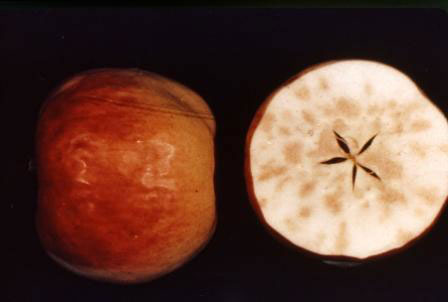 Boron deficiency inside the apple