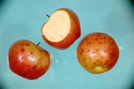 Manganese deficiency in apple fruits
