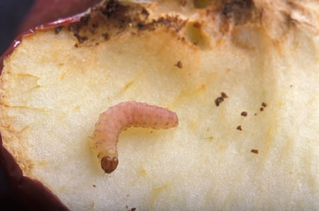 Codling moth larvae emerging from the fruit after it has done its damage