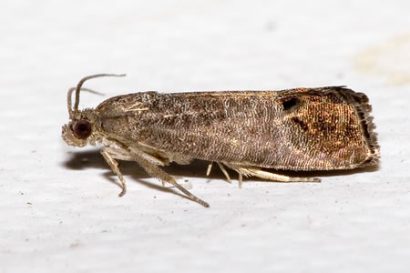 Adult codling moth
