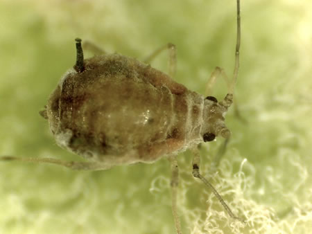 Adult individual of rosy apple aphid