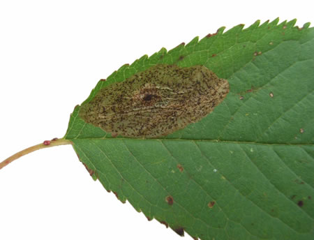 Spotted tentiform leafminer affected leaf