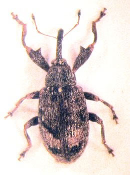 Individual of apple blossom weevil